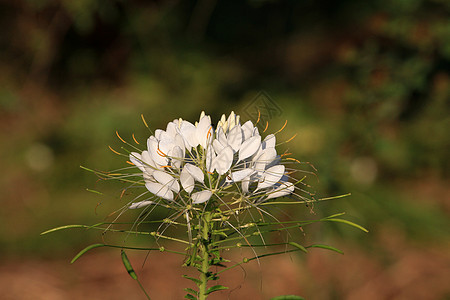 Cleome 或蜘蛛花绿色红色花园季节叶子黄色花瓣植物白色图片