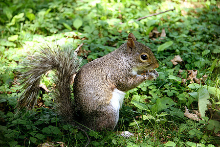 灰松鼠松鼠白色棕色哺乳动物野生动物森林毛皮坚果尾巴宠物图片