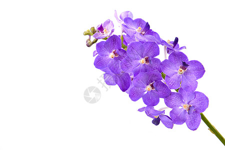 美丽盛开的兰花与世隔绝芳香紫色植物群植物学香气花瓣植物宏观杂交种白色图片