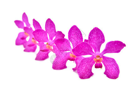 美丽盛开的兰花芳香植物粉色热带植物群香气花瓣宏观白色杂交种图片