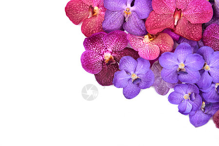 美丽盛开的兰花植物红色香气植物群植物学芳香花瓣白色粉色宏观图片