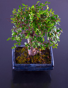 邦萨花园矮人绿色陶瓷文化榆树制品生长叶子植物图片