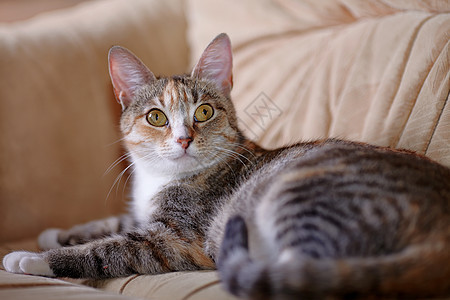 多色猫就躺在沙发上兽医猫科虎斑晶须尾巴毛皮耳朵哺乳动物小猫友谊图片