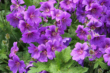 杰拉纽树叶水滴叶子花园花瓣植物紫色图片