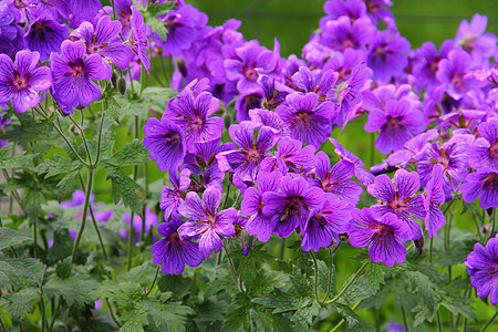 杰拉纽叶子花园水滴花瓣植物紫色树叶图片