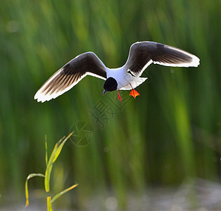 黑头海鸥动物变色龙飞行账单鸟类海岸野生动物自由白鸟羽毛图片