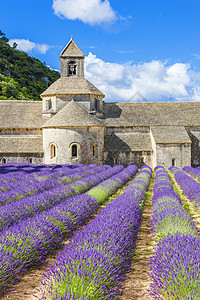 塞南克修道堂和盛开的一排紫衣花紫色旅行假期宗教建筑学香气国家建筑地标农村图片