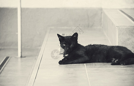 黑猫宠物展览鼻子小猫猫科动物虎斑洞察力头发晶须疾病图片