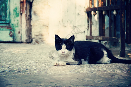 黑猫和白猫虎斑情怀晶须生活悲伤宠物毛皮鼻子小猫羊毛图片