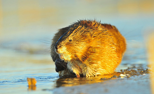 日落墨克拉特生物季节哺乳动物金子野生动物动物群阳光宏观毛皮沼泽图片