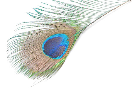 绿孔雀羽毛动物眼睛尾巴白色野生动物蓝色情调绿色异国图片