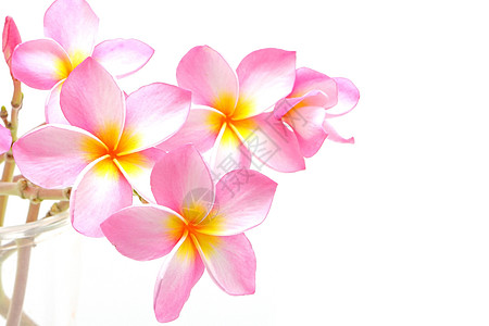 粉红色情调粉色异国花朵温泉香味白色热带花瓣背景图片