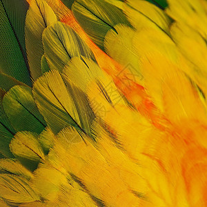太阳色羽毛热带黄色鸟类宠物白色团体鹦鹉情调绿色动物图片