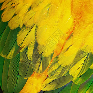 太阳色羽毛鸟类宠物绿色黄色太阳异国白色动物鹦鹉情调图片