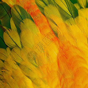 太阳色羽毛白色黄色团体宠物热带异国鹦鹉太阳鸟类动物图片