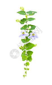 蓝萝贝葡萄花和绿叶图片