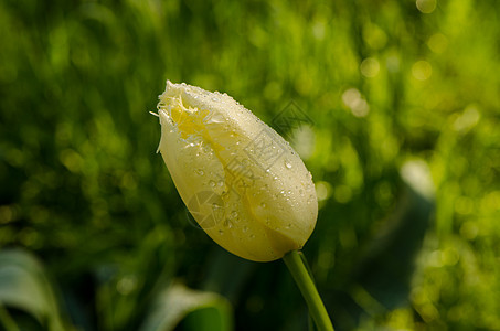 在装饰的郁金香花花朵上露出露珠图片