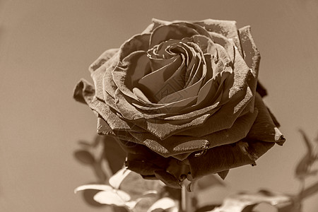 黑玫瑰绿色蓝色宏观东西花瓣婚礼周年荆棘纪念日花艺图片