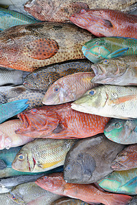 市场上的有色礁鱼图片