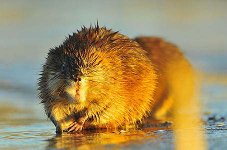 穆克拉特爪子日落生物荒野动物群阳光太阳光芦苇池塘毛皮图片