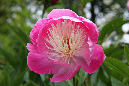 粉红小豹花园花粉粉色花瓣雄蕊植物图片