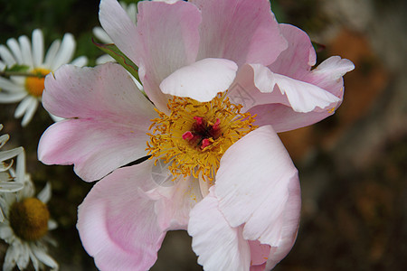 粉红玫瑰花瓣红色粉色植物花园花粉图片
