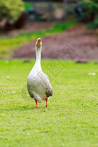 艾登鹅鹅家禽动物农场宠物白色脖子家畜羽毛范围免费图片