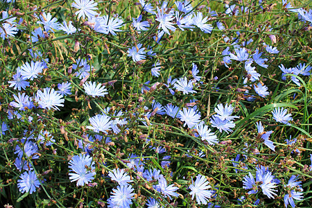 蓝花救助菊科荒野杂草药品咖啡野花植物草本植物场地图片