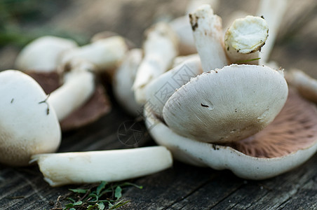 蘑菇叶子丛林季节蔬菜食物苔藓宏观荒野植物菌类图片