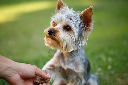 可爱的小型日新月梯车晴天头发花园毛皮犬类幸福魅力郊游动物公园图片