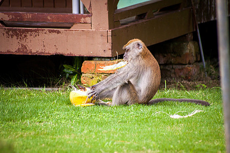 成年猴子在吃水果时 坐着吃水果成人动物群生态旅游动物学石头野生动物动物荒野猿猴世界图片