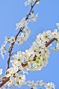 开着白花的樱花季节天空生活生长李子花园植物群白色叶子蓝色图片