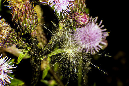 野生鲜花植物紫色黑色荒野绿色图片