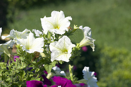 花园里有很多白色花朵树叶季节紫色花坛生长美丽植物群花瓣晴天蓝色图片