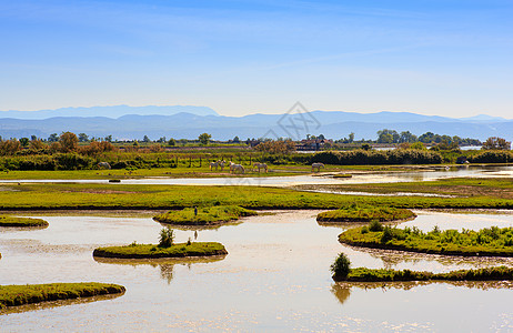 索卡河口植被自然保护区湿地小马沼泽废墟图片