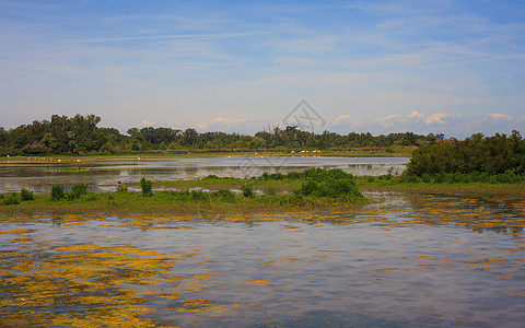 索卡河口小马湿地废墟沼泽自然保护区植被图片