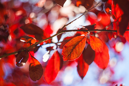 红叶散景分支机构太阳神怪物叶子红色植被背景图片