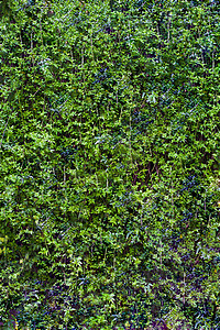 绿色树叶背景垂直纵射图片