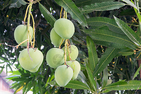 芒果布丁芒果树上的芒果异国食物叶子植物农业季节水果情调花园生产背景