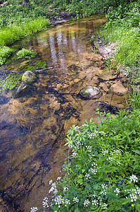 自然保护区森林中的干净的夏季河流图片