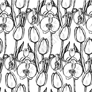 草图郁金和兰花 古代兰花 无缝模式绘画铅笔花瓣植物风格插图美丽装饰品植物群叶子图片