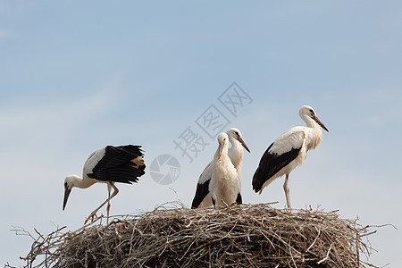 鸟巢中的白鸟孩子鸟类白色羽毛家庭蓝色脊椎动物水平宠物婴儿图片