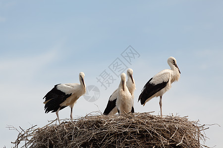 鸟巢中的白鸟飞行婴儿柳条宠物家庭白色孩子鸟类野生动物羽毛图片
