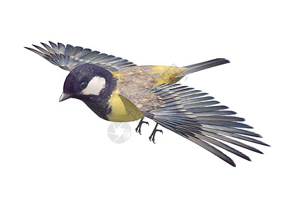 大铁架白色鸟类野生动物翅膀黄色羽毛航班动物学荒野动物图片