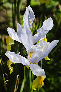 Iris 鲜花花园花瓣植物群植物鸢尾花绿色公园图片