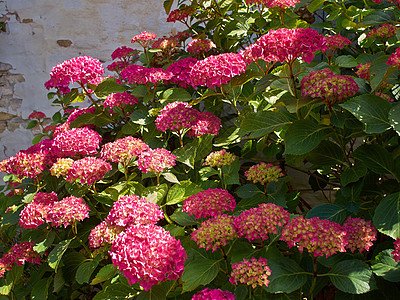 花朵在花园里生长 在花园里种植的花朵图片