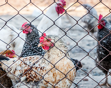 家禽养鸡场上的鸡鸡翅膀红色农场乡村农业绿色国家动物公鸡羽毛图片