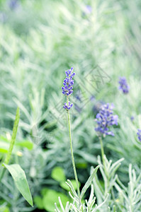 芳香植物的草原风景图景叶子园艺农村香味农场花园紫色环境公园薰衣草图片