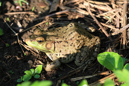 土石蛙爬虫野生动物池塘白色生物动物绿色青蛙两栖图片