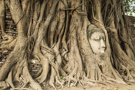 阿尤特岛马哈特Wat 的树根中的沙石佛之首图片